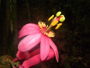 Fleur de Passiflore  